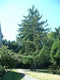 Larix decidua - Europese Lork - Planthoogte: 80-100 cm - Pot Ø 23 cm (5 liter)