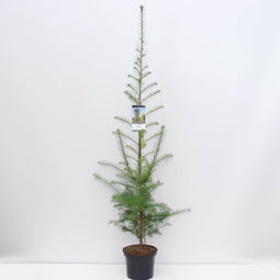 Larix kaempferi 100-150 cm