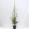Larix kaempferi 100-150 cm