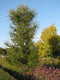 Larix kaempferi 100-150 cm