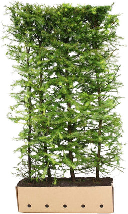 Larix kaempferi 200 cm