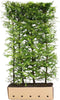 Larix kaempferi 200 cm