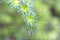 Larix kaempferi 200 cm