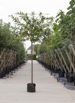 Laurierkers als leiboom Prunus laurocerasus Caucasica h 320 cm st....