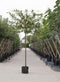 Laurierkers als leiboom Prunus laurocerasus Caucasica h 320 cm st....