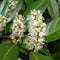 Laurierkers als leiboom Prunus laurocerasus Caucasica h 320 cm st....