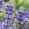 Lavandula ang. 'Munstead' - Lavendel