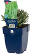 Lavandula angustifolia Edelweiss - witte Lavendel | 1 stuk | Bloeiende vaste plant | bloemenpracht in de zomer | Geurende plant | tuinplant geurend | 11x11 cm Kwekerspot | Wit