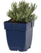 Lavandula angustifolia Edelweiss - witte Lavendel | 1 stuk | Bloeiende vaste plant | bloemenpracht in de zomer | Geurende plant | tuinplant geurend | 11x11 cm Kwekerspot | Wit
