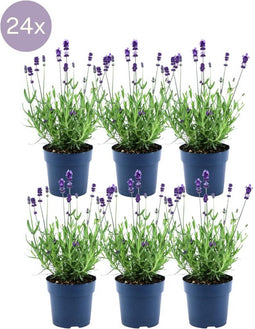 Lavandula angustifolia Felice 24x - Ø12 cm - 25 cm