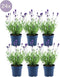 Lavandula angustifolia Felice 24x - Ø12 cm - 25 cm