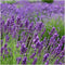 Lavandula angustifolia Felice 24x - Ø12 cm - 25 cm