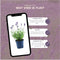 Lavandula angustifolia Felice 24x - Ø12 cm - 25 cm