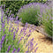 Lavandula angustifolia Felice 24x - Ø12 cm - 25 cm