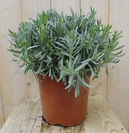 Lavendel Grote Pot 30 cm