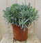 Lavendel Grote Pot 30 cm