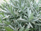 Lavendel Grote Pot 30 cm