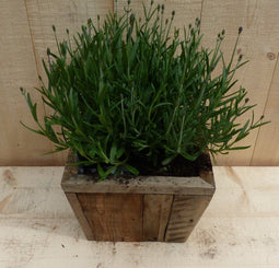 Lavendel in houten bak 22x22 cm