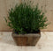 Lavendel in houten bak 22x22 cm