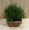 Lavendel in houten bak 22x22 cm
