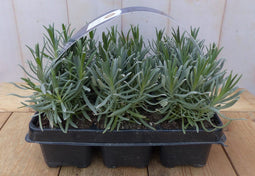 Lavendel plantjes zes stuks blauw