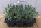 Lavendel plantjes zes stuks blauw
