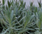 Lavendel plantjes zes stuks blauw