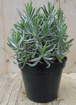 Lavendel