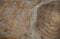 Bijzettafel abstract - ø54-60x45 - Naturel - Teak root