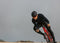 Lazer Helm Road Vento KinetiCore M Zwart