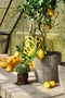 Mica Decorations Durban - Bloempot Buiten - Set van 3 - H36 x Ø40 cm - Lichtgrijs (set van 3)