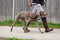 Halti Harnass Anti trektuigje - Hond - Small - Borstomvang 30 tot 60 cm - Rood