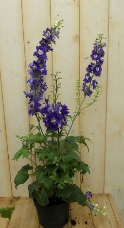 Ridderspoor blauw