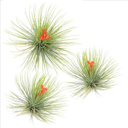 Plant in a Box - Set van 3 Tillandsia Andreana - Luchtplantjes - Kamerplanten - Decoratie - Hoogte 5-15cm