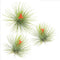 Plant in a Box - Set van 3 Tillandsia Andreana - Luchtplantjes - Kamerplanten - Decoratie - Hoogte 5-15cm