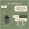 Plants by Frank | 60 Dwergmispel Planten | Cotoneaster praecox 'Streib's Findling' | Winterharde bodembedekker planten | tuinplanten | Winterharde vaste planten meerjarig | Winterharde tuinplanten
