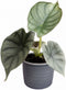 Plantenset 'Jungle Dream' (in Laos keramiek)