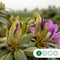 Rhododendron 'Azurro' | Rhododendron 'Azurro' | Bomenbezorgd.nl