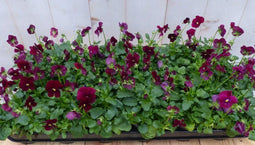 Bosviolen paars 18 stuks