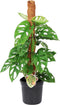 Plant in a Box - Monstera Monkey Mask - Mosstok - Rimpelgatenplant - Groene kamerplant - Pot 16cm - Hoogte 60-70cm