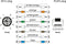 Metz Connect 142M2X15020 - Netwerkkabel CAT 6A S/FTP 2.00 m - Zuurbestendig Groen