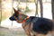 Hondenhalsband Dingo 14757 Oranje 49 cm 31 cm