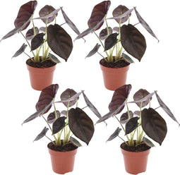 Plant in a Box - Alocasia cuprea Red Secret - Set van 4 - Exotische kamerplant met glanzende, rode bladeren - Pot 12cm - Hoogte 25-35cm