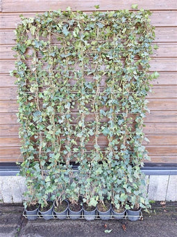Hedera Hibernica - Klimop - Kant-en-Klaar Haag | 120cm - ↨180 cm