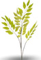 Pistacia chiensis lt green 114 cm Emerald