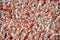 Brink en Campman - Young 61802 Vloerkleed - 160x230 - Rechthoek - Hoogpolig Tapijt - Landelijk - Rood, Roze, Wit