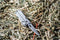 Leatherman Wave®+ multitool - 18 functies - zilver - Allrounder