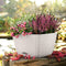 LECHUZA BACINO Cottage - Plantenbak - met uitneembare binnenbak - met bewateringssysteem - ALL-IN-ONE set met LECHUZA-PON - wit