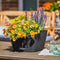 LECHUZA BACINO Cottage - Plantenbak - met uitneembare binnenbak - met bewateringssysteem - ALL-IN-ONE set met LECHUZA-PON - graniet