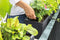 LECHUZA BALCONERA Cottage 80 - Plantenbak - met uitneembare binnenbak - met bewateringssysteem - ALL-IN-ONE set met LECHUZA-PON - wit